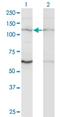 Zinc Finger Protein 268 antibody, H00010795-M02, Novus Biologicals, Western Blot image 