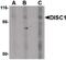 DISC1 Scaffold Protein antibody, PA5-20423, Invitrogen Antibodies, Western Blot image 