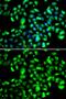 Guanylate Binding Protein 1 antibody, GTX65821, GeneTex, Immunocytochemistry image 