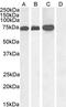 Rac GTPase Activating Protein 1 antibody, 46-260, ProSci, Western Blot image 