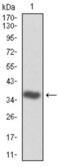 Cyclin Dependent Kinase 2 antibody, abx011806, Abbexa, Western Blot image 