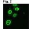 Tripartite Motif Containing 28 antibody, NB100-74549, Novus Biologicals, Immunocytochemistry image 