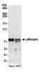 GATA Zinc Finger Domain Containing 2A antibody, A302-358A, Bethyl Labs, Western Blot image 