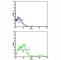 CD8 antibody, F43566-0.4ML, NSJ Bioreagents, Western Blot image 