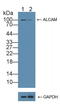 Activated Leukocyte Cell Adhesion Molecule antibody, LS-C292612, Lifespan Biosciences, Western Blot image 