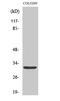 Neurexophilin 4 antibody, STJ94425, St John