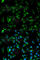 Tropomyosin 3 antibody, A1206, ABclonal Technology, Immunofluorescence image 