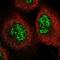 C6orf106 antibody, NBP2-48623, Novus Biologicals, Immunofluorescence image 