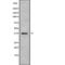 Neuronal Differentiation 4 antibody, abx217131, Abbexa, Western Blot image 