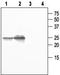 Aquaporin 5 antibody, TA329017, Origene, Western Blot image 