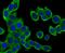 GRB2 Associated Binding Protein 1 antibody, A01989-3, Boster Biological Technology, Immunocytochemistry image 