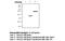 c-Myc Epitope Tag antibody, MBS833287, MyBioSource, Western Blot image 