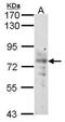 Sodium/glucose cotransporter 1 antibody, PA5-28240, Invitrogen Antibodies, Western Blot image 