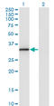Annexin A3 antibody, LS-C139222, Lifespan Biosciences, Western Blot image 