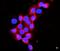 Flotillin 2 antibody, PB9623, Boster Biological Technology, Immunofluorescence image 