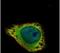 G Protein-Coupled Receptor Kinase 2 antibody, PA5-27480, Invitrogen Antibodies, Immunofluorescence image 