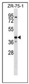 Potassium Two Pore Domain Channel Subfamily K Member 1 antibody, AP52314PU-N, Origene, Western Blot image 