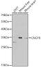 CCR4-NOT Transcription Complex Subunit 8 antibody, GTX64486, GeneTex, Western Blot image 