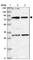 Nitric Oxide Associated 1 antibody, HPA035839, Atlas Antibodies, Western Blot image 