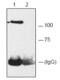 Poly(ADP-Ribose) Polymerase 1 antibody, ALX-210-540-R100, Enzo Life Sciences, Immunoprecipitation image 