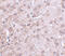 Collapsin Response Mediator Protein 1 antibody, 4983, ProSci, Immunohistochemistry paraffin image 