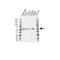 Nuclear Receptor Subfamily 1 Group H Member 2 antibody, VPA00584, Bio-Rad (formerly AbD Serotec) , Western Blot image 