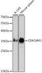 Carcinoembryonic Antigen Related Cell Adhesion Molecule 3 antibody, GTX53948, GeneTex, Western Blot image 