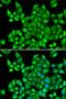 Dehydrogenase/Reductase 9 antibody, orb247370, Biorbyt, Immunofluorescence image 