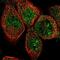Olfactomedin Like 2A antibody, PA5-54343, Invitrogen Antibodies, Immunofluorescence image 