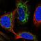 Ferredoxin 1 antibody, PA5-64002, Invitrogen Antibodies, Immunofluorescence image 