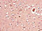 Acylglycerol Kinase antibody, LS-C501029, Lifespan Biosciences, Immunohistochemistry paraffin image 