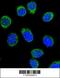 Serpin Family C Member 1 antibody, 62-423, ProSci, Immunofluorescence image 