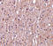 TNF Superfamily Member 12 antibody, LS-C19592, Lifespan Biosciences, Immunohistochemistry frozen image 