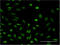 SPT4 Homolog, DSIF Elongation Factor Subunit antibody, LS-C198288, Lifespan Biosciences, Immunofluorescence image 