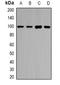 Piwi Like RNA-Mediated Gene Silencing 1 antibody, orb340827, Biorbyt, Western Blot image 