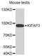 Kinesin Associated Protein 3 antibody, PA5-76170, Invitrogen Antibodies, Western Blot image 