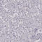 Purkinje cell protein 4 antibody, HPA005792, Atlas Antibodies, Immunohistochemistry frozen image 
