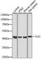 T Cell Leukemia Homeobox 1 antibody, A12861, ABclonal Technology, Western Blot image 