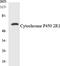 Cytochrome P450 Family 2 Subfamily R Member 1 antibody, A03557, Boster Biological Technology, Western Blot image 