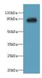 Oxidation Resistance 1 antibody, LS-C379041, Lifespan Biosciences, Western Blot image 