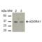 Adenosine A1 Receptor antibody, SPC-702D-A565, StressMarq, Western Blot image 