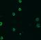NLR Family Pyrin Domain Containing 3 antibody, MAB6789, R&D Systems, Immunofluorescence image 