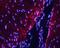 Contactin Associated Protein Like 2 antibody, AF5145, R&D Systems, Immunohistochemistry paraffin image 