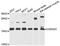 Cyclin Dependent Kinase Inhibitor 2C antibody, abx001659, Abbexa, Western Blot image 