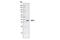 Stearoyl-CoA Desaturase antibody, 2283S, Cell Signaling Technology, Western Blot image 