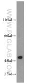 Sphingosine Kinase 1 antibody, 19561-1-AP, Proteintech Group, Western Blot image 
