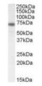Netrin 1 antibody, orb20164, Biorbyt, Western Blot image 