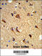 Contactin Associated Protein Like 2 antibody, 63-599, ProSci, Immunohistochemistry paraffin image 