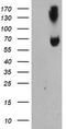 Acyl-CoA Synthetase Medium Chain Family Member 5 antibody, TA504441, Origene, Western Blot image 