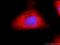 C-Terminal Src Kinase antibody, 66115-1-Ig, Proteintech Group, Immunofluorescence image 